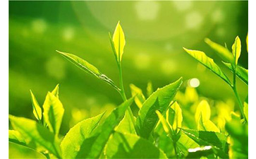 茶葉防偽溯源系統(tǒng)具有哪些優(yōu)勢(shì)價(jià)值？
