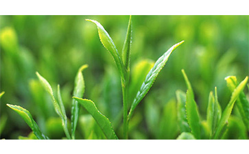 茶葉質(zhì)量追溯管理系統(tǒng)可以實現(xiàn)哪些功能？具有哪些優(yōu)點？