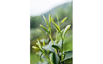 茶葉二維碼防偽標(biāo)簽可以帶來哪些優(yōu)勢價(jià)值已經(jīng)特點(diǎn)？